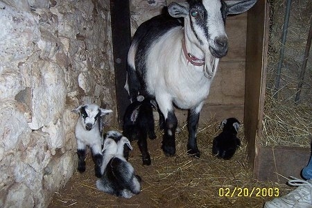 A black and white Goat is standing in the corner of a barn and there are four kid goats standing and laying under it.