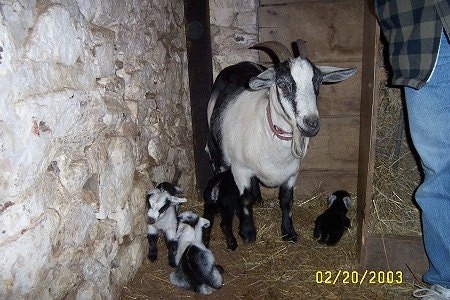 A black and white Goat is standing in the corner of a barn and there are four kid goats standing and laying under it. There is a person standing in the barn to the right.