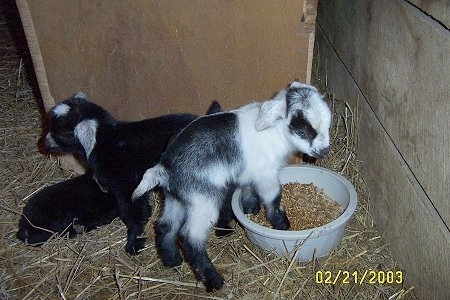 Three baby goats - A black and white goat is standing in feed. There are two black with white kid goats laying next to them inside of a barn stall.