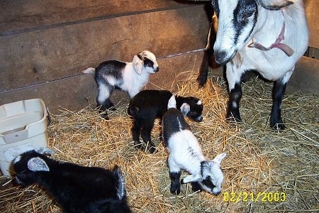 Four black and white Kid Goats are standing in hay in a barn stall and to the right of them is their black and white mother.