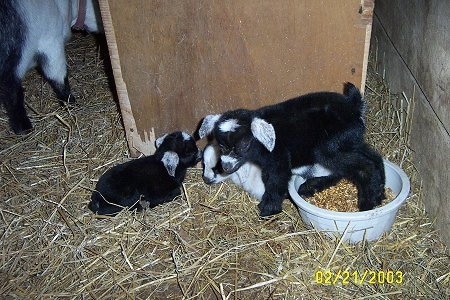 Three baby goats and the adult mother - A black with white kid goat has its foot in a white plastic feed bowl and next to it are two other siblings that are laying in hay next to the wooden wall inside of a barn stall.