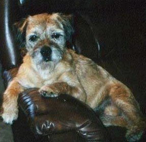Close Up - Jake the Border Terrier leaning against the arm of a leather couch
