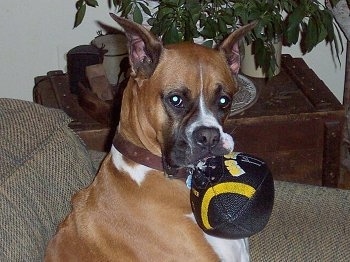 Close Up - Sadie the Boxer sitting on a couch with a football in her mouth with a wooden end table with plants on it in the background
