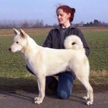 Right Profile - A white Canaan Dog is standing on a blacktop and a person is behind it and looking to the left