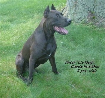 Chief 'Lil Dog' Canis Panther the dog is sitting in a field in front of a large tree. The Words - Chief 'Lil Dog' Canis Panther 5. yrs old - are overlayed