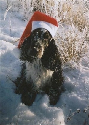 Bardas Asa Tema the black and white English Cocker Spaniel is wearing a Santa hat. He is sitting outside in snow and looking up