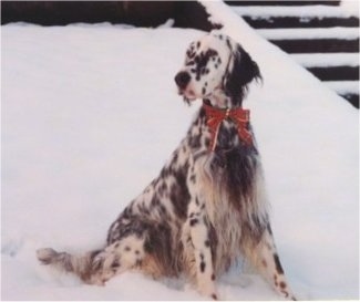 Spanky Doodles the white and black ticked English Setter is sitting in snow with a snow covered staircase behind him.