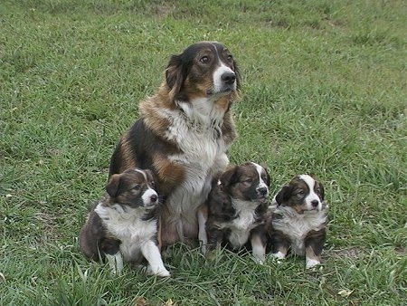 Boots the Tri-color English Shepherd is sitting in a field with a litter of puppies sitting around her