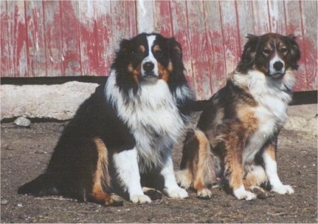 Roper and Drak Sable is Boots the black, white and tan English Shepherds are sitting in a dirt field. They are in front of a red barn