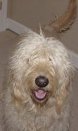 A cream colored Goldendoodle is standing on a tan rug. Its mouth is open and tongue is out. It looks like it is smiling
