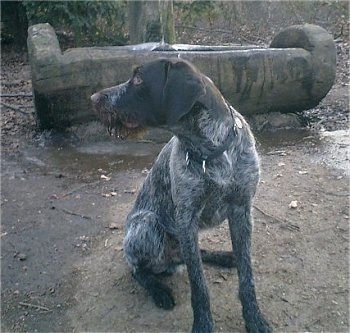 A brown and grey with white German Wirehaired Pointer is sitting in dirt and looking to the left. It has a wet mouth. There is a log cut open filled with water behind it
