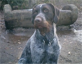 A brown and grey with white German Wirehaired Pointer is sitting in dirt and looking up and to the left. There is a carved out hollow log in the shape of a water trowel behind it.