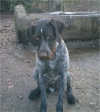 A brown and grey with white German Wirehaired Pointer is sitting in dirt. There is a carved out hollow log behind it
