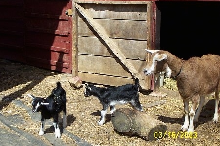 Two black and white kid goats are standing in hay in front of an open barn door next to a log and to the right of them is their mother, a brown with white goat with no horns.