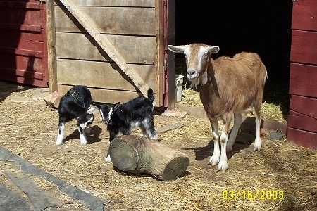 Two black and white kid goats are standing in hay in front of an open barn door next to a log and to the right of them is their mother, a brown with white goat with no horns