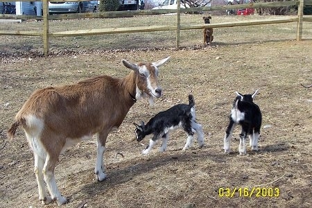 Two black with white kid goats are standing in brown grass.