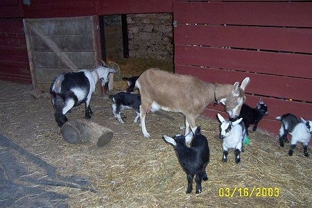 Six baby goats and two adult goats standing in hay at night in front of a red barn that has the stall door open - A brown with white goat is standing behind four with black and white kid goats. Behind the big goat are two more kid goats and a black and white goat.