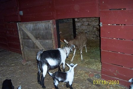Two adult mothers, a brown with white goat and a black and white goat are butting heads in the doorway of a red barn. There is a black and white kid goat watching them.