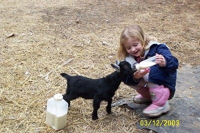 A blonde haired girl is happily feeding a kid goat milk from a bottle.
