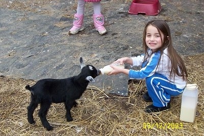 A little brown haired girl is feeding a kid goat out of a milk bottle.