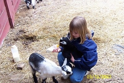 A blonde haired girl in a blue jacket has a black with white kid Goat in her lap and she is feeding it out of a bottle. There is a black and white Kid Goat standing in front of her.
