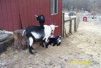 Four baby goats and their mother next to a red barn - A black with white kid goat is standing on the back of a black and white goat. There are three kid goats standing under the big goat eating hay.