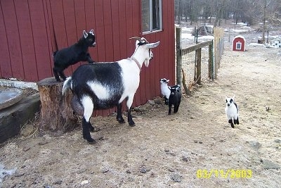 Four baby goats and their mother next to a red barn - A black and white Goat is standing next to a red Goat. There is a black with white Kid Goat standing on a log and the back of a goat.