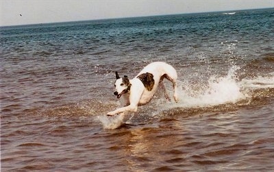 A white with brown brindle Greyhound is running and splashing through a body of water
