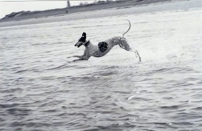 A black and white photo of a Greyhound jumping through a body of water with water splashing around it