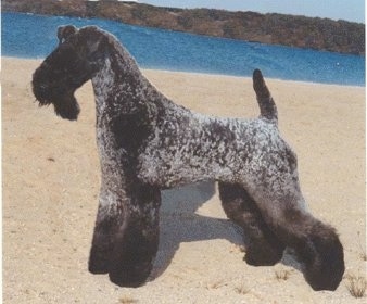 A black and gray Kerry Blue Terrier is standing on sand at a beach with a body of water behind it