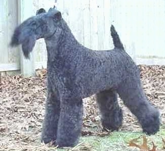 A black Kerry Blue Terrier is standing in a lawn that is covered in fallen leaves with a wooden fence behind it. The dog's tail is up.
