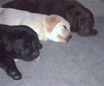 A row of sleeping puppies lined up on a gray carpet - A black Labrador Retriever puppy, yellow Labrador Retriever puppy and chocolate Labrador Retriever puppy.
