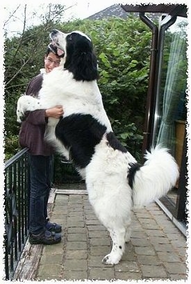 A black and white Landseer dog is jumped up with its front paws around the arms of a smiling person outside on a porch. The dog is taller than the person.