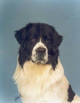 Front profile upper body shot - A large, black and white Landseer dog is sitting in front of a blue backdrop