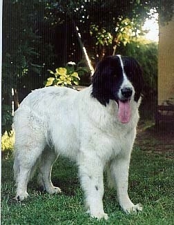 Front view - A white with black Landseer is standing in grass under the shade of a tree. Its mouth is open and long tongue is out