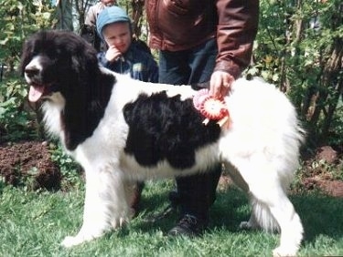 Side view - A black and white Landseer is standing in grass. There is a man and a boy standing behind the dog. The man is holding two ribbons on the dog's side. The dogs head comes up to the height of the mans hips. There are trees behind them.