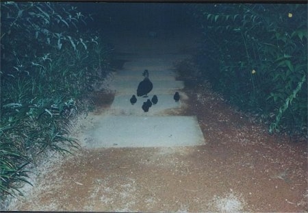 A duck is walking its ducklings down a path at night.