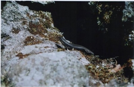 A snake is slithering down a hole in between two rocks.