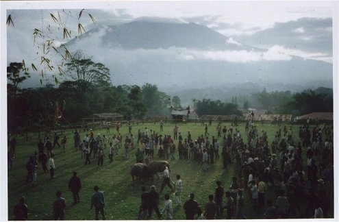 A large amount of people are surrounding two bulls in a field who are fighting and in the background is a large volcano.