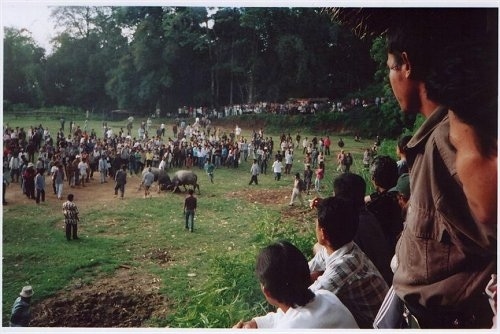 A large amount of people are circling around two bulls fighting in a field.
