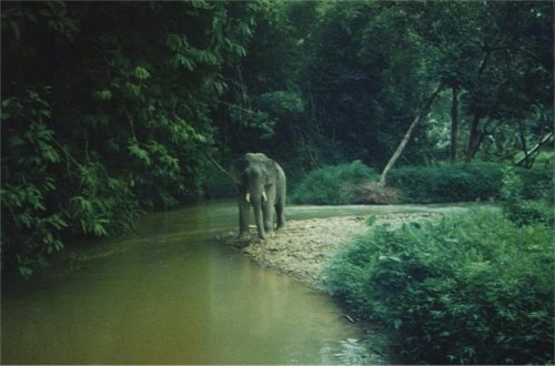 An Elephant is standing in dirt and there is a stream of water to the right of it.