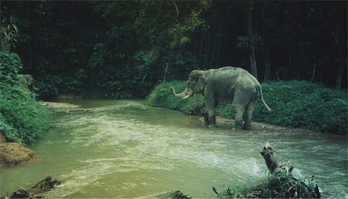 The right side of an elephant that is walking across a stream of water.