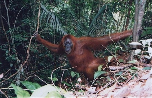 An Orangutan is hanging in between two trees. It is looking forward and to the left.