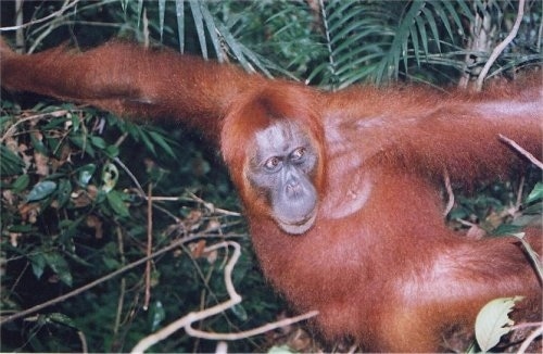 Close up - An Orangutan is holding between two trees and it is looking to the right.
