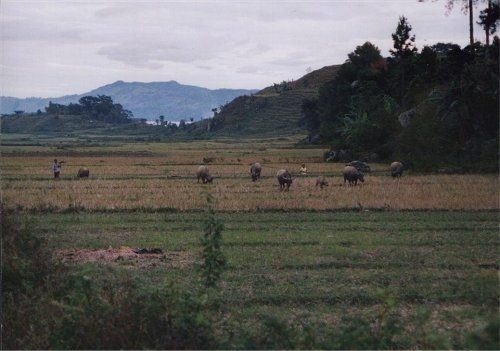 A field of bulls