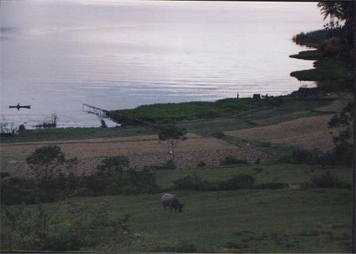 A field with a bull in it and behind it is a large body of water.