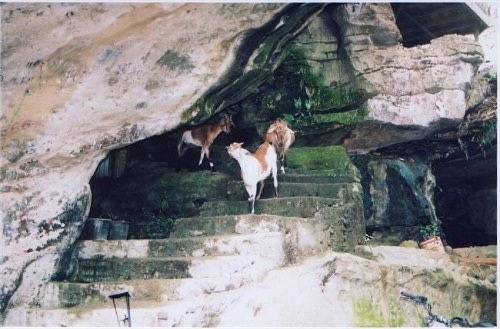 Three goats are walking down rock stairs in a rock cave.