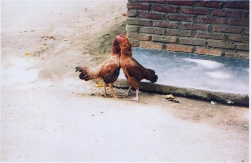 Two Roosters are standing face to face at the corner of a street