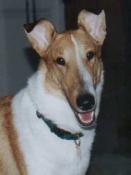 Close up head and upper body shot - A shorthaired, tan with white and black Smooth Collie is turning its head forward, it is looking forward, its mouth is open and it looks like it is smiling. It has ears that stick up and fold over at the tips.