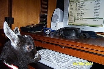 A black with white kid goat is standing in front of a computer center. The goat is looking at a keyboard in front of it.